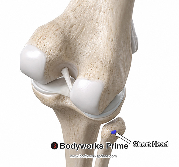 Biceps Femoris Muscle Flashcards Insertion  (Short Head) answer diagram