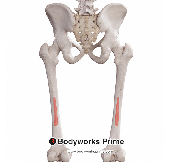Biceps Femoris Muscle Flashcards Origin (Short Head) answer diagram