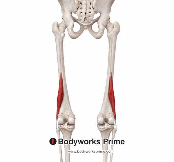 Biceps Femoris Muscle Flashcards Origin (Short Head) flashcard diagram