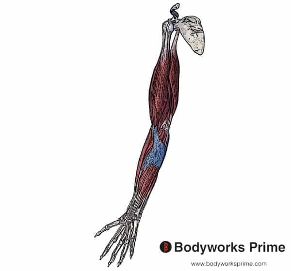 Biceps Brachii Muscle Flashcards Bodyworks Prime