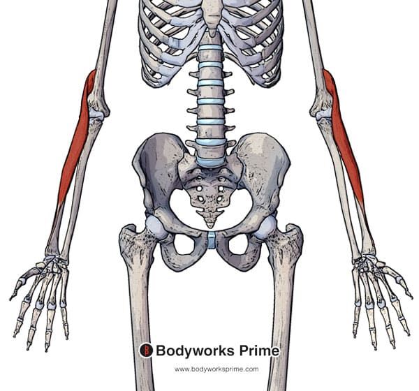 Brachioradialis Muscle Flashcards - Bodyworks Prime