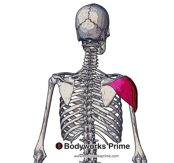 Deltoid Muscle Flashcards - Bodyworks Prime