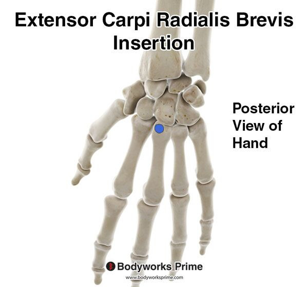 Extensor Carpi Radialis Brevis Muscle Flashcards Insertion answer diagram