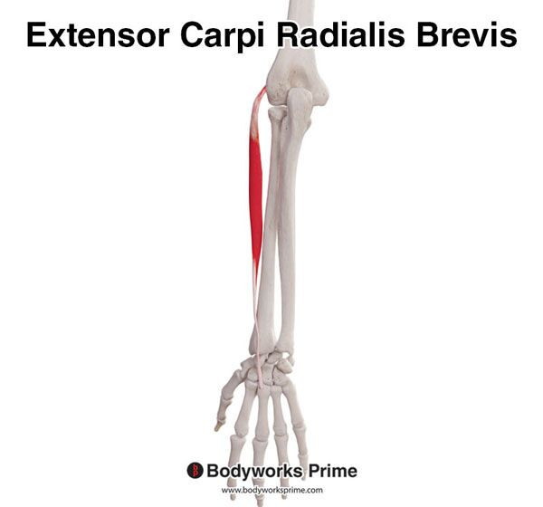 Extensor Carpi Radialis Brevis Muscle Flashcards Origin flashcard diagram