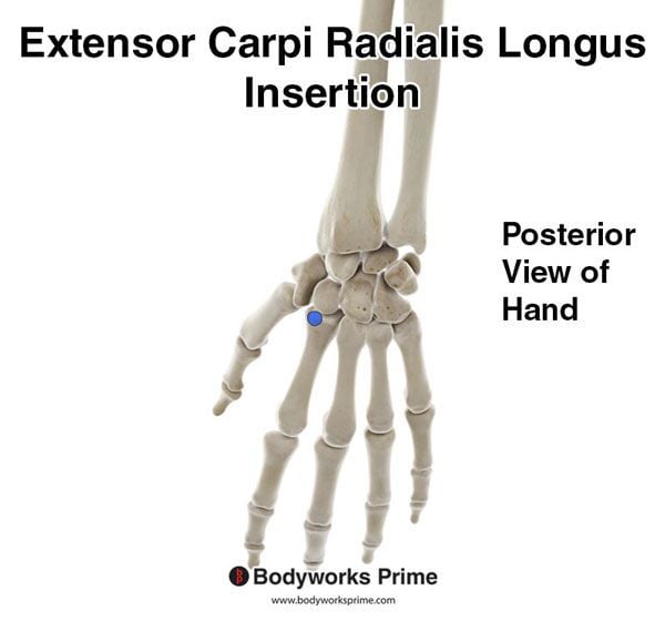 Extensor Carpi Radialis Longus Muscle Flashcards Insertion answer diagram