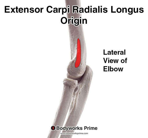 Extensor Carpi Radialis Longus Muscle Flashcards Origin answer diagram