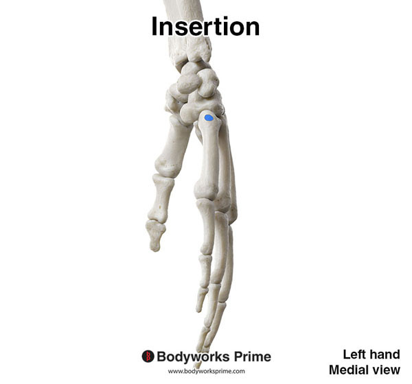Extensor Carpi Ulnaris Muscle Flashcards Insertion answer diagram