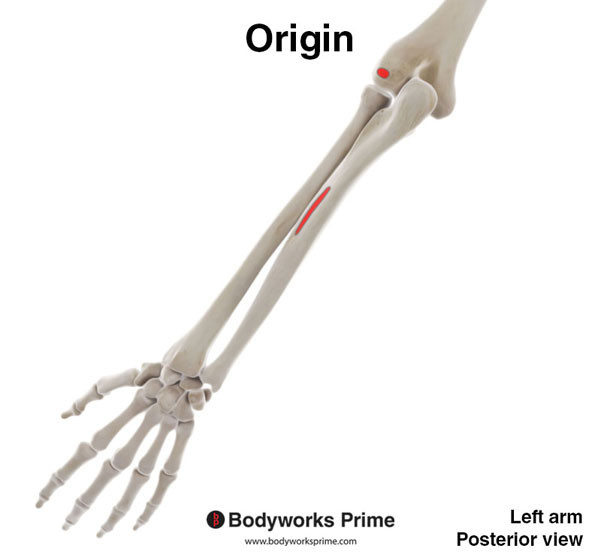 Extensor Carpi Ulnaris Muscle Flashcards Origin answer diagram