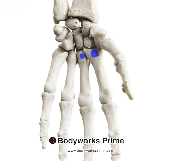 Flexor Carpi Radialis Muscle Flashcards Insertion answer diagram