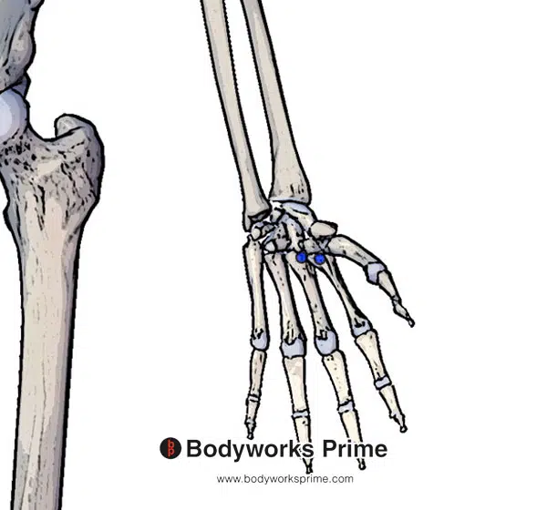 Flexor carpi radialis insertion bases of the second and third metacarpals