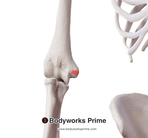 Flexor Carpi Radialis Muscle Flashcards Origin answer diagram