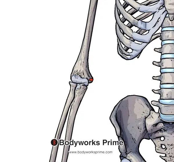 Flexor carpi radialis origin medial epicondyle of the humerus