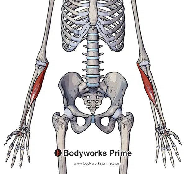 Flexor Carpi Radialis Flashcard Front