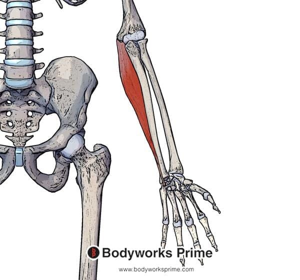 Flexor Carpi Ulnaris Muscle Flashcards - Bodyworks Prime