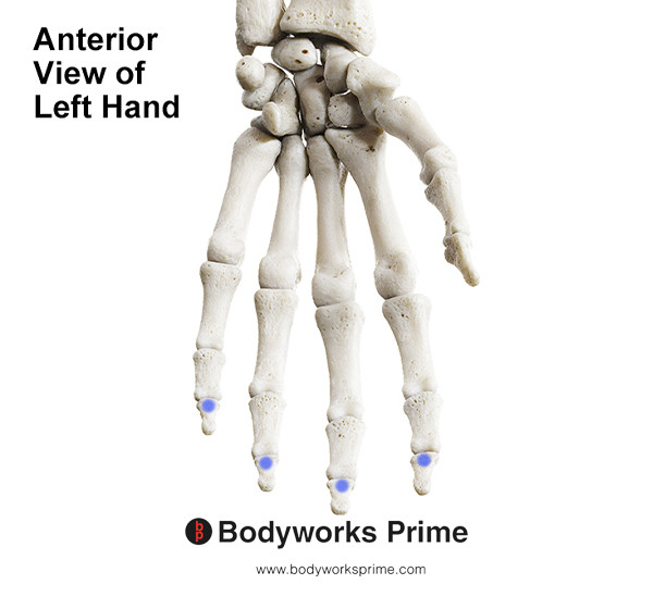 Flexor Digitorum Superficialis Muscle Flashcards Insertion answer diagram