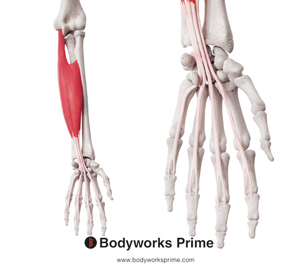 Flexor Digitorum Superficialis Muscle Flashcards Origin flashcard diagram