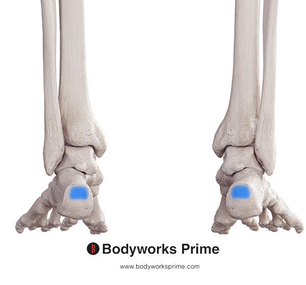 Gastrocnemius Muscle Flashcards Insertion answer diagram