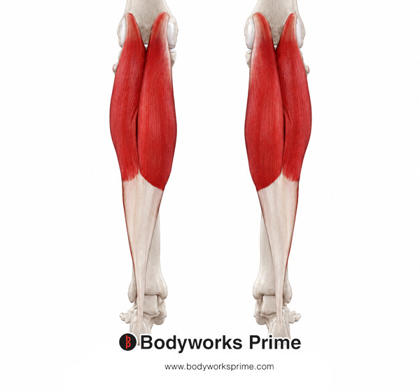 Gastrocnemius Muscle Flashcards Origin flashcard diagram