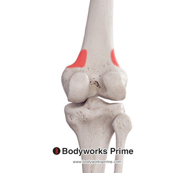 Gastrocnemius Muscle Flashcards Origin answer diagram