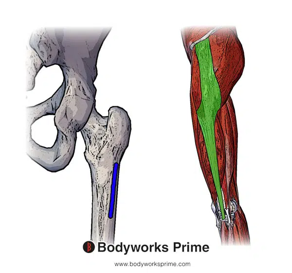 Gluteus Medius Muscle Anatomy - Bodyworks Prime