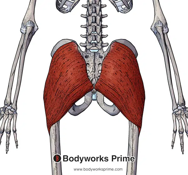 Surface anatomy thorax Flashcards