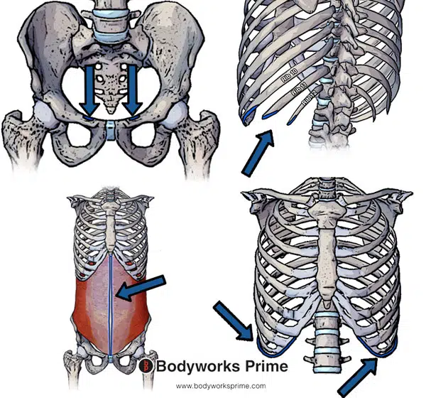 internal oblique insertions