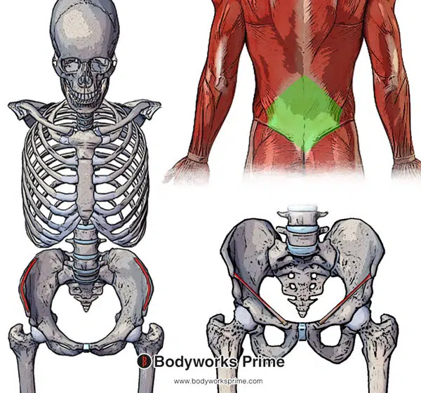 External Oblique Muscle Anatomy - Bodyworks Prime