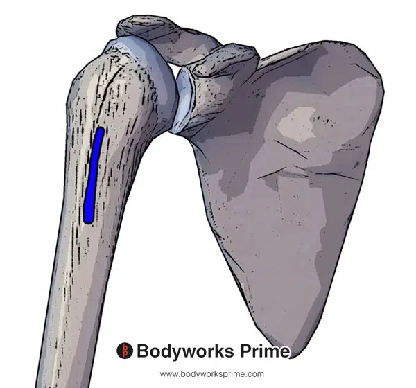 latissimus dorsi insertion on the intertubercular groove of the humerus