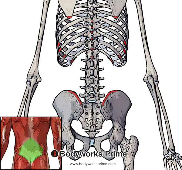 latissimus dorsi muscle origins