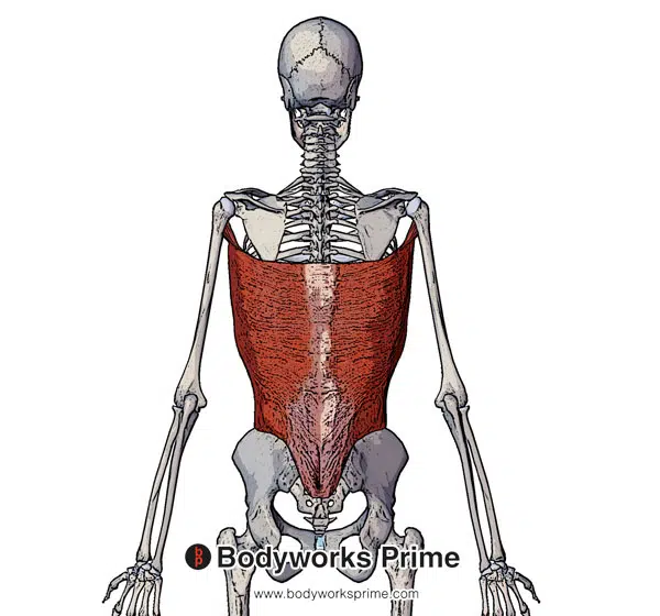latissimus dorsi muscle posterior view