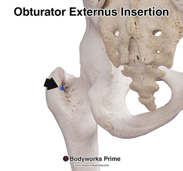 Obturator Externus Muscle Flashcards Insertion answer diagram