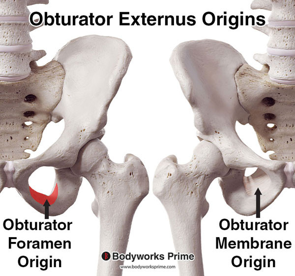 Obturator Externus Muscle Flashcards Origin answer diagram