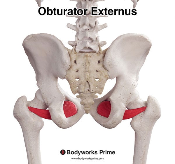 Obturator Externus Muscle Flashcards Origin flashcard diagram