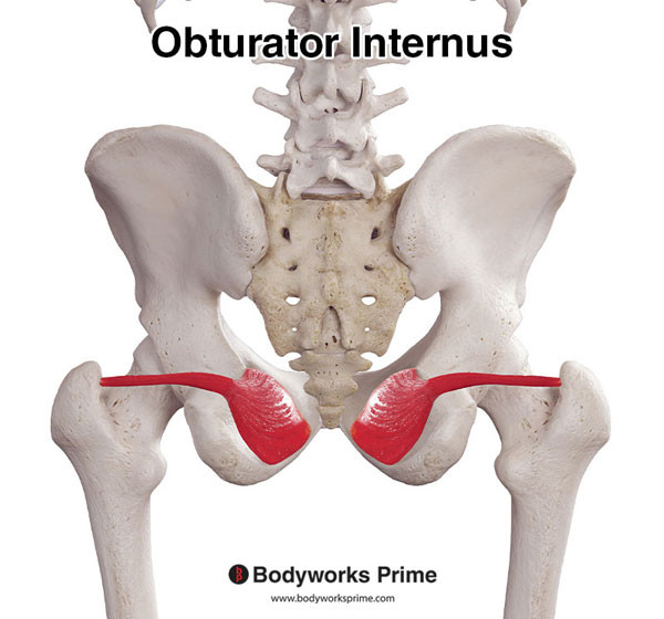 Obturator Internus Muscle Flashcards Origin flashcard diagram