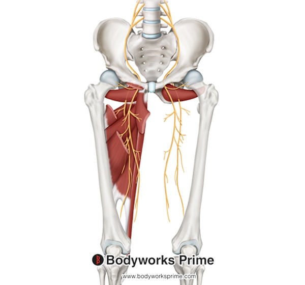Obturator Externus Muscle Flashcards Innervation answer diagram