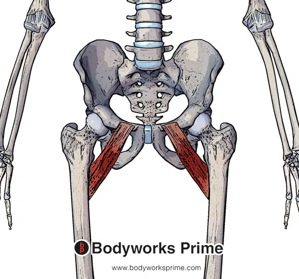 Pectineus Muscle Flashcards Bodyworks Prime