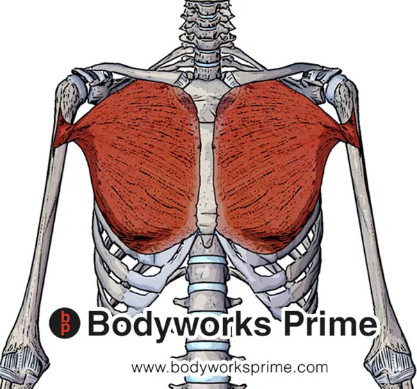 Pectoralis Major Muscle Flashcards - Bodyworks Prime