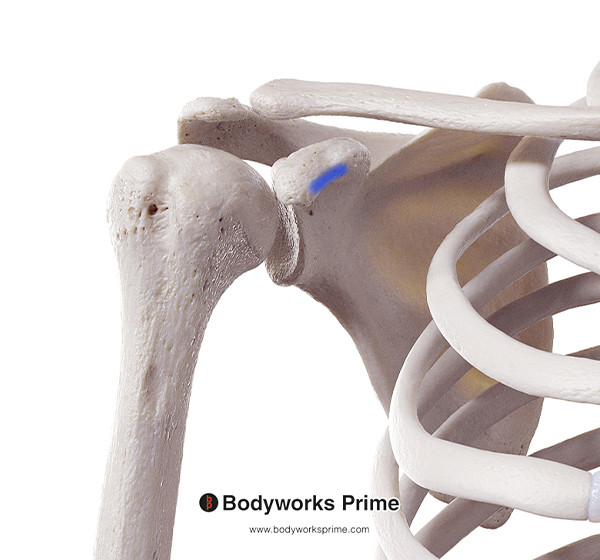Pectoralis Minor Muscle Flashcards Insertion answer diagram