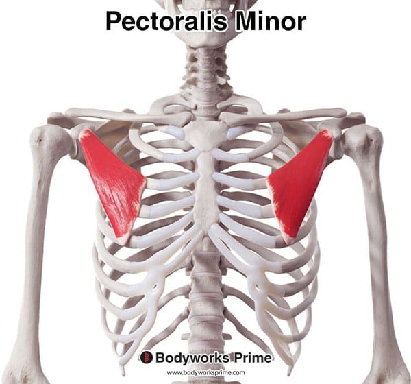 Pectoralis Minor Muscle Flashcards Origin flashcard diagram