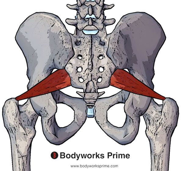 Piriformis Muscle Flashcards Bodyworks Prime 