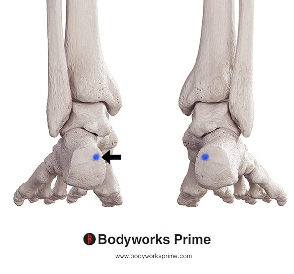 Plantaris Muscle Flashcards Insertion answer diagram