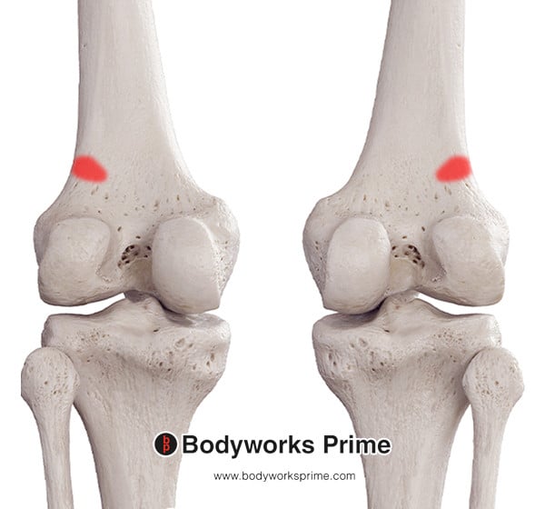 Plantaris Muscle Flashcards Origin answer diagram