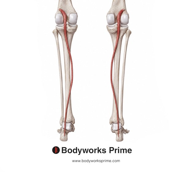 Plantaris Muscle Flashcards Origin flashcard diagram