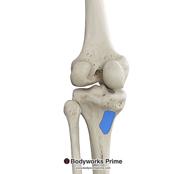 Popliteus Muscle Flashcards Insertion answer diagram