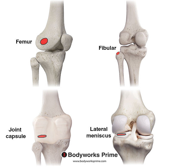 Popliteus Muscle Flashcards Origin answer diagram