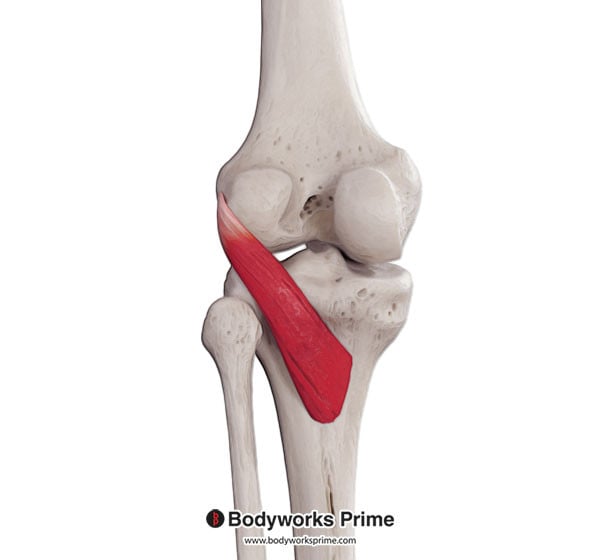 Popliteus Muscle Flashcards Origin flashcard diagram