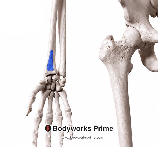 Pronator Quadratus Muscle Flashcards Insertion answer diagram