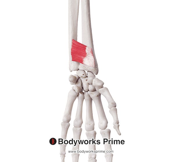Pronator Quadratus Muscle Flashcards Origin flashcard diagram