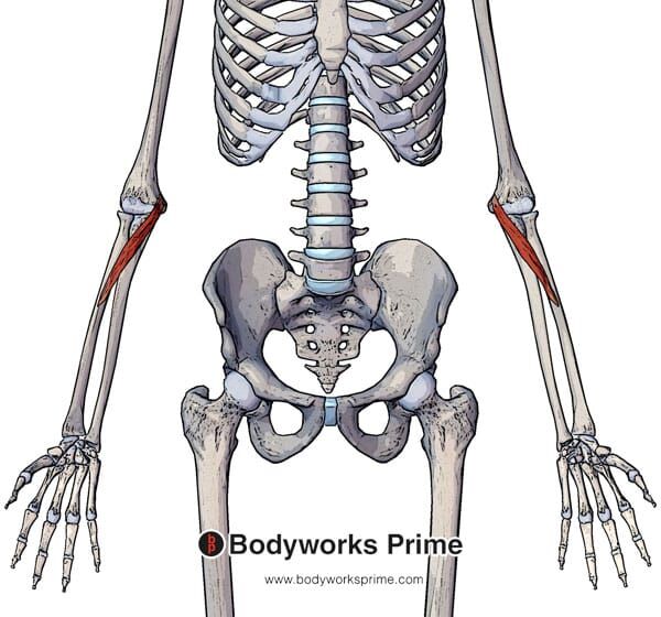 Pronator Teres Muscle Flashcards Bodyworks Prime