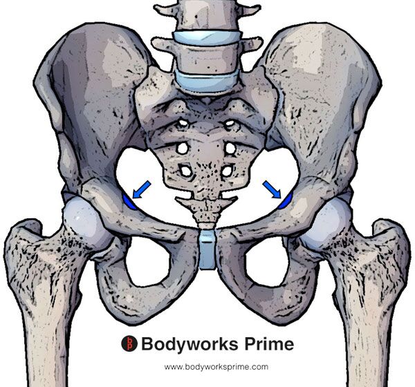 Psoas Minor Muscle Flashcards - Bodyworks Prime